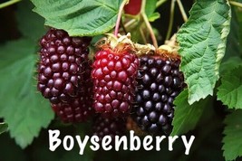 Boysenberry Plants Two Live Boysenberry Plants Vines USA Seller - $42.00