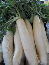 SEPT 50+ Daikon Radish Seeds Japanese Minowase Organic - £4.39 GBP