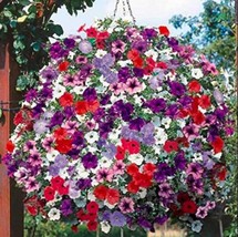 US Seller 200Pcs Hanging Petunia Seeds Mixed Fast Shipping - £11.51 GBP