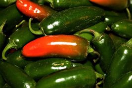 50+ Seeds Hot Pepper Seeds Jalapeno M NON-GMO - £10.29 GBP