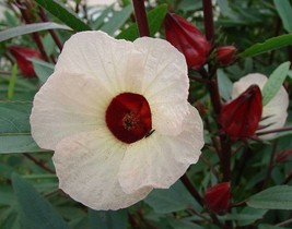 Grow In US 20_Seeds Hibiscus sabdariffa Roselle Jamaican Tea Maple Leaf Hibiscus - £19.10 GBP