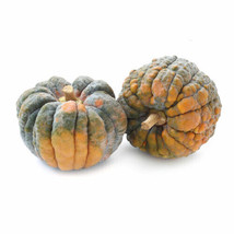 25+ Black Futsu Pumpkin Seeds - $8.48