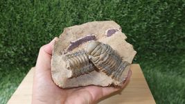 Item image 13