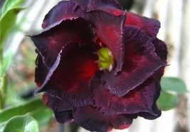 8 seeds / pack, Adenium Obesum RUCKNIRUN Desert Rose Flowers Seeds - £19.65 GBP