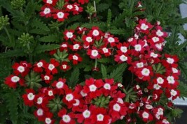 Verbena Seeds Obsession Red With Eye 50 Verbena Seeds Garden USA - £8.20 GBP