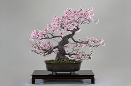 Wild Black Cherry Japanese bonsai Prunus Serrulata, Bonsai Cherry Tree F... - £5.19 GBP