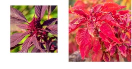 Vegetable Seeds - Red Garnet Amaranth Seeds - Gardening - £13.58 GBP+