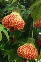 15 seeds Abutilon Red Tiger  house plant  garden flowers From US - $10.25