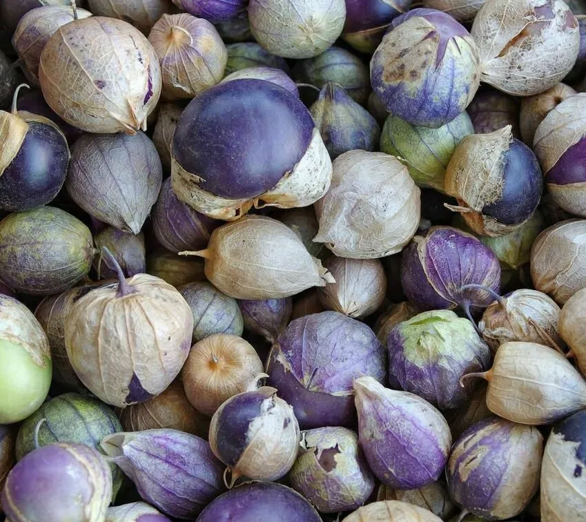 50 Seeds Purple Tomatillo Garden Salsa Mexican Culinary - £2.99 GBP