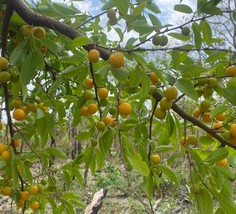 West African prunus, African yellow plum, 10 seeds/5 USD, shipping cost ... - $27.00