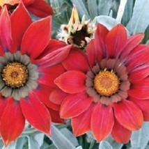 New Seeds 25 Seeds Gazania Seeds Frosty Kiss Red Seeds USA Seller - £13.86 GBP