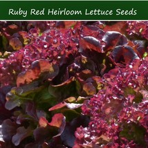 New Fresh Vegetable Seeds Ruby Red Leaf Lettuce 250 Seeds Colorful - £12.44 GBP