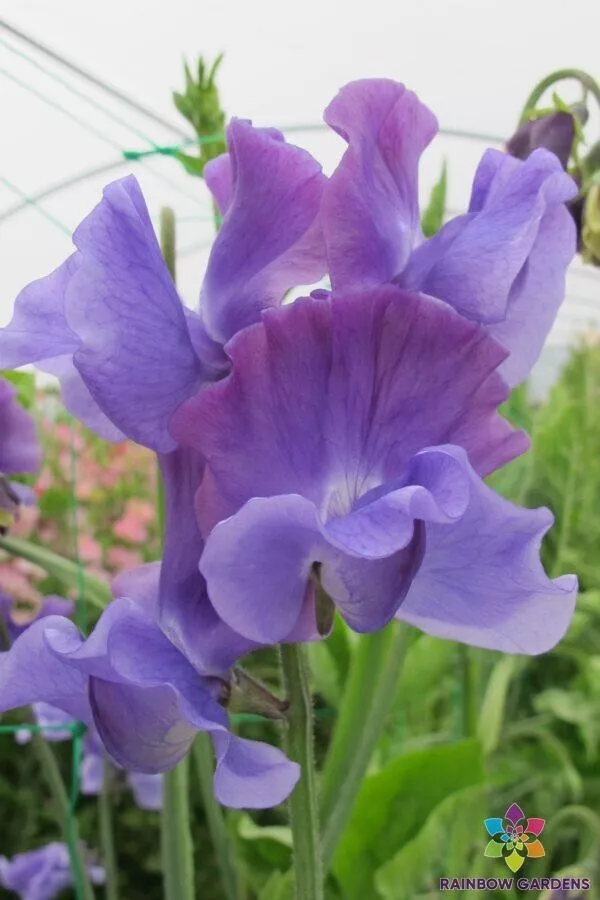 50 Newby Blue Sweet Pea Seeds Planting USA Shipping - $9.96