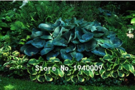 SL 100Pcs Hosta Plants,Hosta &#39;Whirl Wind&#39;, Hosta Flower,Flowers Seedling Outdoor - £2.16 GBP