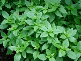Spicy Globe Basil Basil Bush Fresh Fast Shipping - $3.78