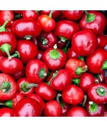 Large Red Cherry Hot Pepper 50 - 5000 Seeds sub standard Germination  60% - $1.97+