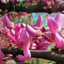 New Fresh Seeds Cercis Siliquastrum Judas Tree Love Tree 5 Seeds - $21.30