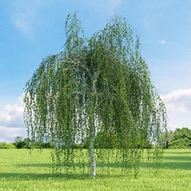 Bulk Weeping Birch Seeds - Landscape Your Garden, 100/500/2000/10000 Options, Ec - £4.39 GBP