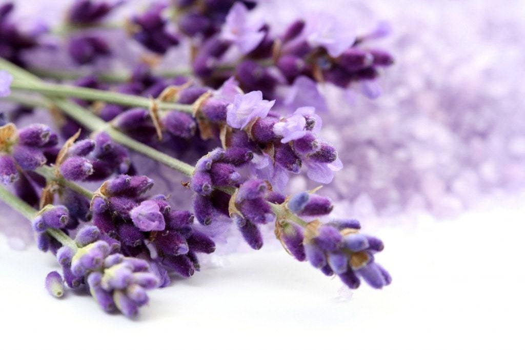 Lavender vera seeds, 500 seeds =0.5 gr, code 350,gardening, lavandula spica Item image 3