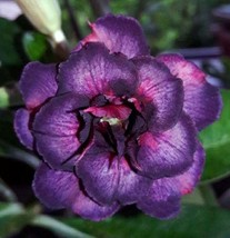 Grow In US 4 Dark Purple Pink Desert Rose Seeds Adenium Obesum Flower Exotic Gar - £8.98 GBP