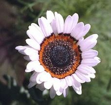 50 Seeds White Zulu Prince Cape Daisy Venidium Flower - £13.40 GBP