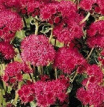 50 Pc Seeds Red Flint Ageratum Flower Plant, Ageratum Seeds for Planting | RK - £11.35 GBP