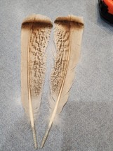 VV56 Matched Pr Cinnamon Turkey Natural Colored Tail Feather - £13.40 GBP