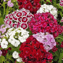 400 Sweet William Seeds Dianthus Perennial Mixed Colors Fragrant Garden ... - $8.76