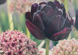 Chique Mistique Tulip/Allium Mix - 10 Bulbs - Perfect Partners - New - $44.99