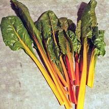 Fantasia Orange Swiss Chard Gardening USA Fast Shipping - $16.96