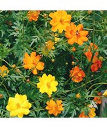 LD Bright Lights Cosmos 100 Seeds Seedsfun Fast Growing - $16.53 CAD