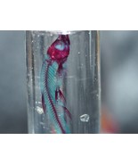 Diaphonized Fish Specimen - Traditional Stain Coloration - £31.36 GBP