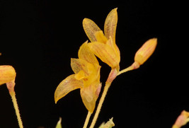 Pleurothallis Aveniformis Micro Orchid Mounted - £25.89 GBP