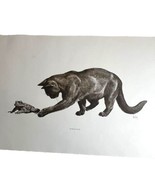 Pen And Ink Sketch Cat Playing With A Frog Russian Blue Black Kitten 17X... - £51.47 GBP