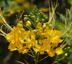 10 Pc Seeds Caesalpinia Pulcherrima Yellow Flower Caesalpinia Seeds for ... - £20.11 GBP