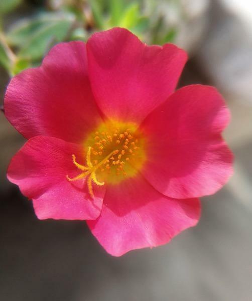 Portulaca Oleracea Little Hogweed Common Purslane 10 Seeds New Fresh US ... - $31.58