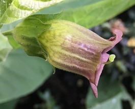 Atropa Belladonna Seeds (Deadly Nightshade) natural antispasmodic semill... - $4.22+