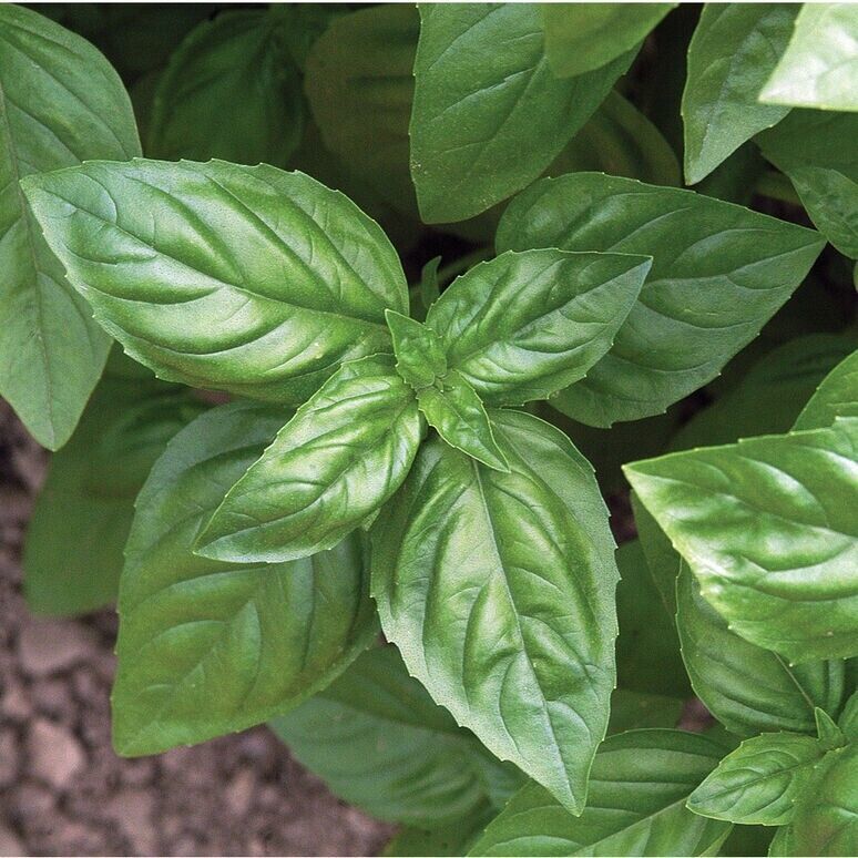 GIB Basil 25 Fresh Herb Seeds -  - $2.00