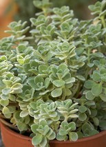 Cuban Oregano (Mexican Mint) 2 Live Plant Approx 6 Inches - £14.87 GBP
