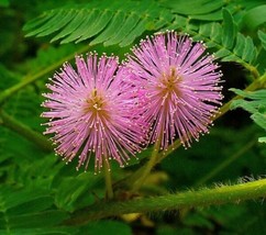 Sensitive Plant Mimosa Pudica Touch Me Not Flower Herb Fresh Seeds - £23.44 GBP