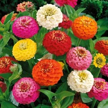 100+ Pepito Mix Dwarf Zinnia Seeds | Compact Colorful Blooms - $16.50