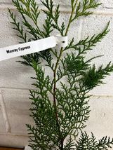 25 Murray  Cypress tree 2.5" pot image 3