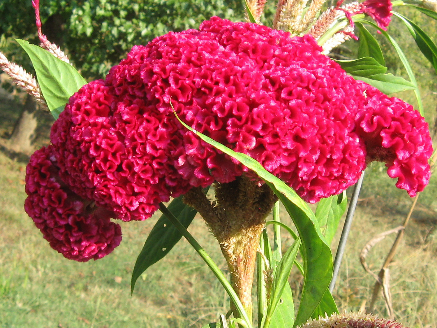 20 Giant Cockscombs Flower Seeds-1024