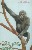 New York Ny Zoological Park Gorilla 6773B Cartolina c1910s - £6.68 GBP