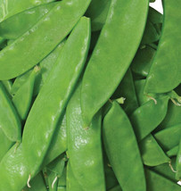 Fresh Garden Oregon Sugar Pod II Pea Seeds 25 Ct Snow Pod Vegetable USA HEIRLOOM - £8.46 GBP