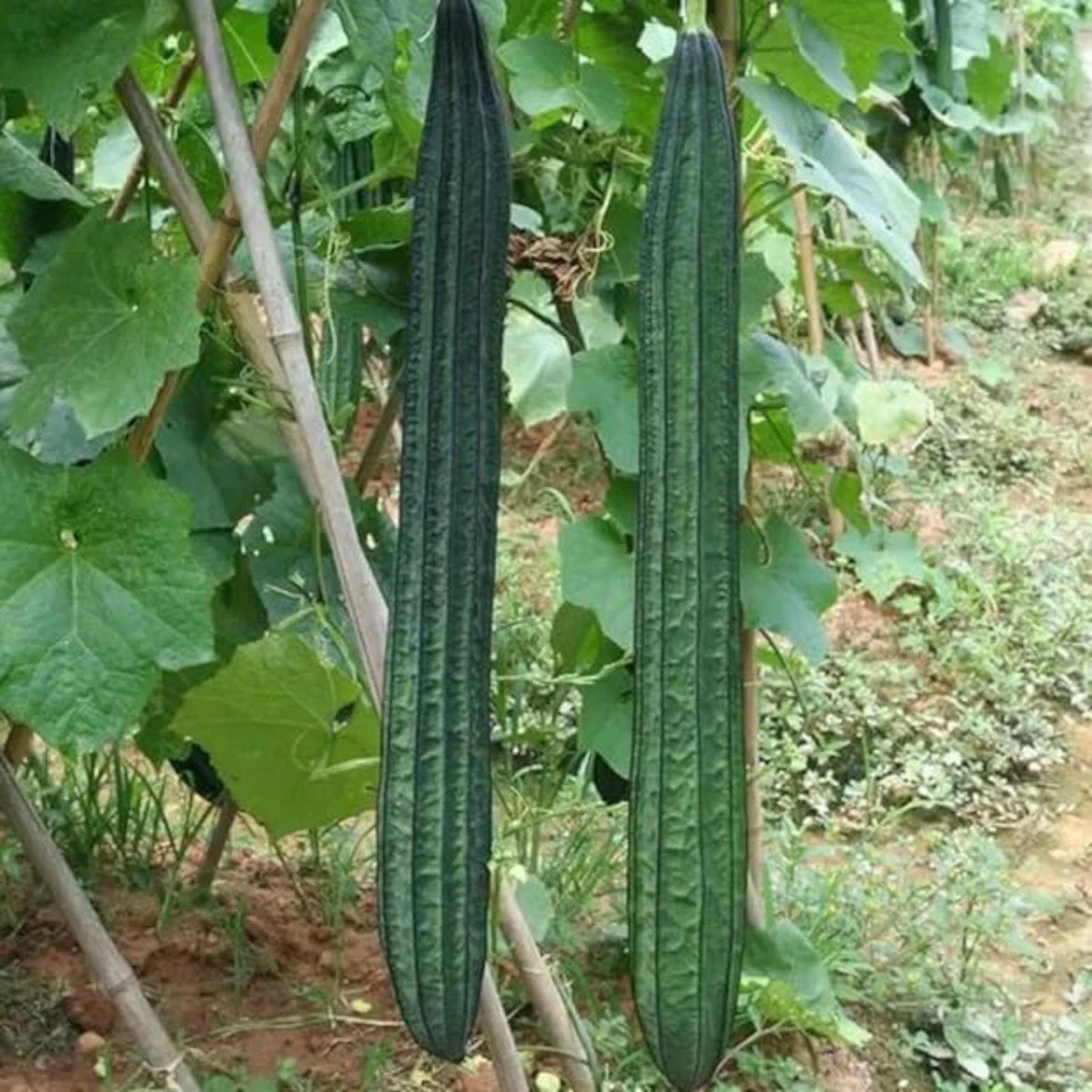 20 Ridged Sponge Gourd Seeds  Edible Vegetable & Natural Bath Loofah Vine - $11.39