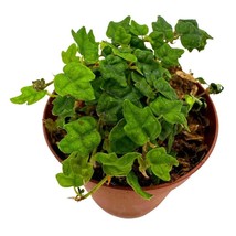 String of Frogs, in a 2 Inch Pot, Frog Feet Plant, Ficus pumila Quercifolia, Oak - £9.58 GBP