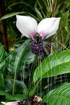 Tacca nivea white bat flower - £2.31 GBP