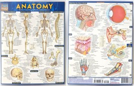 Anatomy Quickstudy Academic Pamphlet (6 Sections) 2 Pack by BarChart Inc... - $9.99