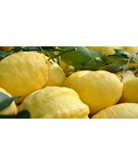 5 Seeds Limone Costa d&#39;Amalfi Lemon, Outdoor Plant, Fruit Plant - $10.95